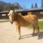 Gestuet Pfaffenlehen *